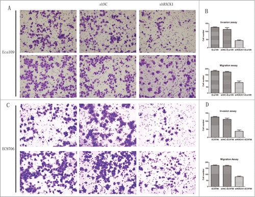 Figure 5. RACK1 regulated cell invasion and migration in vitro. (A and C) Representative invaded cells and migrated cells stained by crystal violet. Left, blank control cells; middle, shNC transfected cells; right, shRACK1 transfected cells. Upper: Eca109; lower: EC9706. (B and D), results from cell invasion and migration assay were showed in diagrams. The number of invaded cells and migrated cells from the RACK1 knockdown group were significantly smaller than those of the negative control (P = 0.0014, P = 0.0108, upper; P = 0.0133, P = 0.0037, lower).