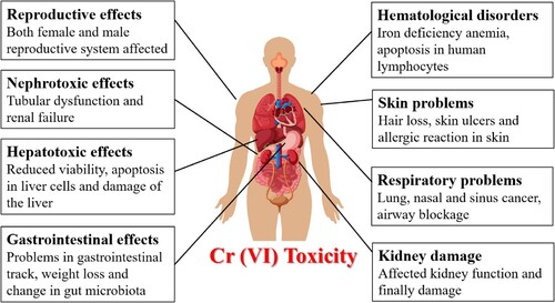 Figure 3. The primary detrimental impact of chromium (VI) on the human health.