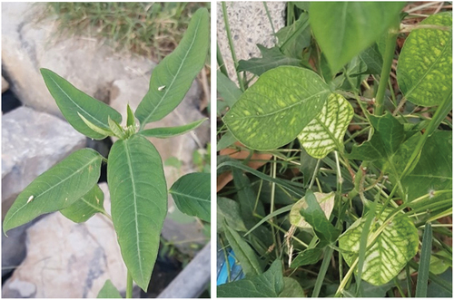 Fig. 1 a, Asymptomatic Euphorbia cyathophora. b, Naturally infected/symptomatic E. cyathophora, showing severe yellow vein mosaic symptoms.