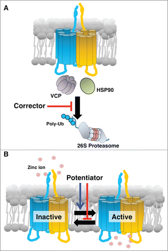 Figure 1. Schematic working mechanism of a “corrector” and a “potentiator” for a pathogenic mutant form of ZIP13. (A) ZIP13 “corrector” inhibits the coordinated actions of cofactors including the identified molecules, VCP and HSP90, involved in the unfolding and transport of mutant ZIP13 to the proteasome. As a result, the “corrector” causes an effective amount of functional ZIP13 protein to accumulate. (B) ZIP13 “potentiator” alters the equilibrium toward the active form, improving the intracellular Zn homeostasis by increasing Zn influx.