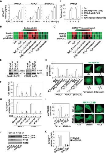 Figure 1. The extracellular release of KRASG12D during autophagy-dependent ferroptotic cancer cell death. (A) The indicated human PDAC cells were treated with H2O2 (500 µM) for 6–48 h and the level of KRASG12D in the supernatants was assayed as described in the Materials and Methods (n = 3, *P < 0.05 versus control group). (B, C) Heat map of levels of cell death (B) and KRASG12D release (C) in the indicated PDAC cells following treatment with H2O2 (500 µM) in the absence or presence of chloroquine (50 µM), Z-VAD-FMK (20 µM), necrosulfonamide (1 µM), ferrostatin-1 (1 µM), or baicalein (10 µM) for 24 h (n = 3). (D) Analysis of cell death in PANC1 cells following treatment with staurosporine (1 µM) or TNF (50 nM) + Z-VAD-FMK (20 µM) + cycloheximide (10 µg/ml) (TZC) in the absence or presence of Z-VAD-FMK (20 µM) or necrosulfonamide (1 µM) for 24 h (n = 3, *P < 0.05). (E) Western blot analysis of protein expression of ATG5 or ATG7 in the indicated PDAC cells. (F, G) Cell death (F) and KRASG12D release (G) in the indicated PDAC cells following H2O2 (500 µM) treatment for 24 h (n = 3, *P < 0.05 versus control shRNA group). (H) MAP1LC3B puncta in the indicated PDAC cells following H2O2 (500 µM) treatment in the absence or presence of ferrostatin-1 (1 µM) or baicalein (10 µM) for 24 h (10–15 random fields, *P < 0.05 versus H2O2 group). Representative images of MAP1LC3B staining in PANC1 cells are shown in the right panel. Bar: 10 µm. (I) MAP1LC3B puncta in control and ATG5-knockdown PANC1 cells following treatment with erastin (10 µM) or RSL3 (0.5 µM) for 24 h (10–15 random fields, *P < 0.05 versus control group). Representative images of MAP1LC3B staining are shown in the right panel. Bar: 10 µm. (J) Western blot analysis of protein expression in the indicated PANC1 cells following treatment with erastin (10 µM) or RSL3 (0.5 µM) for 24 h. (K) The level of extracellular KRASG12D in the indicated PANC1 cells following treatment with erastin (10 µM) or RSL3 (0.5 µM) for 24 h (n = 3, *P < 0.05 versus control group)