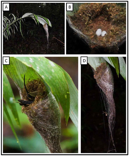 Figure 6. Photo-documentation of avian species during the faunal inventory in the vicinity of Boanamo, Orellana Province, Ecuador, 200–270 m. A nest of Great-billed Hermit Phaethornis malaris moorei. (A) In situ view of nest; (B) eggs inside the nest; (C) adult incubating two eggs in nest; (D) nest. Photos H. F. Greeney.