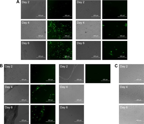 Figure 11 Bright field (left column) and fluorescence microscopic image (right column) of gene expression cultured on LbL film 1 (A), LbL film 2 (B), and culture plate as the control group (C) by HEK293 cells (a left and b left) and MC3T3 cells (a right and b right). Magnification is 10× for all images. Scale bar is 400 μm.Abbreviation: LbL, layer-by-layer.