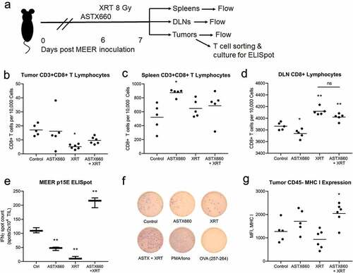 Figure 3. Treatment with ASTX660 and XRT enhances T cell number and function. Using the MEER syngeneic mouse model, engrafted tumors were treated with ASTX660 by oral gavage (16 mg/kg), XRT (single dose of 8 Gy), or the combination of both. Tumors, spleens, and DLNs were harvested and analyzed by flow cytometry for CD8+ lymphocytes. A subset of tumors were digested and magnetically sorted for T cells and co-cultured with inactivated dendritic cells presenting p15E peptide. Subsequent IFN-γ production was quantified using ELISpot assay. (a) Mouse treatment schema. (b-d) CD8+ T-lymphocytes per 10,000 cells in tumors, spleens, and DLNs. (e-f) Quantification of IFN-γ-producing T cells among various treatment groups with representative ELISpot plate images. PMA/ionomycin was the positive control and ovalbumin was the negative control. (g) MHC class I expression on CD45− tumor cells. *p < .05, **p < .01 versus control. DLN, draining lymph node; TIL, tumor infiltrating lymphocyte; IFN-γ, interferon-γ; MHC, major histocompatibility complex, MFI, mean fluorescence intensity