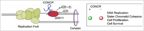 Figure 1. CONCR interacts with DDX11 and modulates the ATPase activity of the helicase, ensuring correct DNA replication and sister chromatid cohesion, which finally results in proper cell proliferation and survival.