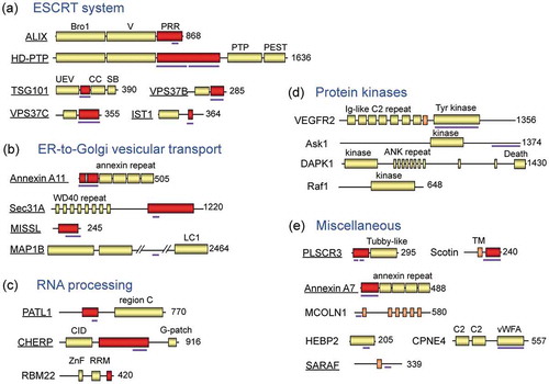 Figure 2. Schematic structures of ALG-2-interacting proteins reported in the literature.The human or murine ALG-2-interacting proteins are classified into five groups for convenience sake based on functional properties: (a) ESCRT system, (b) ER-to-Golgi vesicular transport, (c) RNA processing, (d) protein kinases, and (e) miscellaneous. Underlined proteins have been studied in the author’s group. Red boxes and thick violet bars indicate Pro-rich regions (PRRs) and determined ALG-2-binding regions, respectively. PTP, phosphotyrosine phosphatase; UEV, ubiquitin E2 variant; CC, coiled-coil; SB, steadiness box; LC1, light chain 1; CID, C-terminal domain (CTD)-interacting domain; ZnF, zinc finger; RRM, RNA recognition motif; Ig-like C2, immunoglobulin-like constant domain type 2; ANK, ankyrin; TM, transmembrane; C2, Protein Kinase C C2-domain-like Ca2+-binding domain; vWFA, von Willebrand factor A.