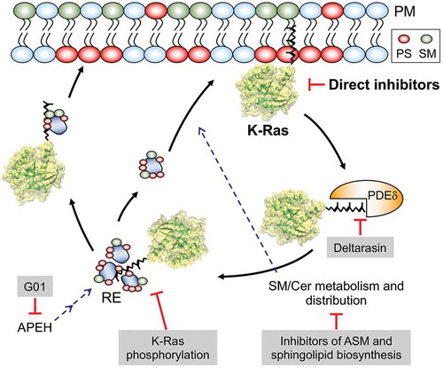 Figure 1. Schematics showing promising approaches to inhibiting oncogenic K-Ras: K-Ras activity can be inhibited directly or by agents that facilitate its dissociation from the plasma member. PDEδ binds to the PM-dissociated K-Ras and unloads it in the perinuclear region, whence K-Ras is translocated to the PtdSer- and SM-enriched recycling endosome (RE) for redelivery to the PM by vesicular transport. Disrupting its interaction with PDEδ or RE reduces the concentration of K-Ras at the PM. Also, perturbation of SM/Cer metabolism and distribution, which regulates PM PtdSer content, depletes PtdSer of the PM, resulting in K-Ras PM dissociation. Dysregulating RE activity by APEH inhibition further results in the mislocalization of PtdSer and K-Ras from the PM. PS – phosphatidylserine, SM – sphingomyelin, Cer – ceramide, ASM – acid sphingomyelinase, APEH – acylpeptide hydrolase, PDEδ – phosphodiesterase δ, G01 – a synthetic small molecule inhibitor of APEH