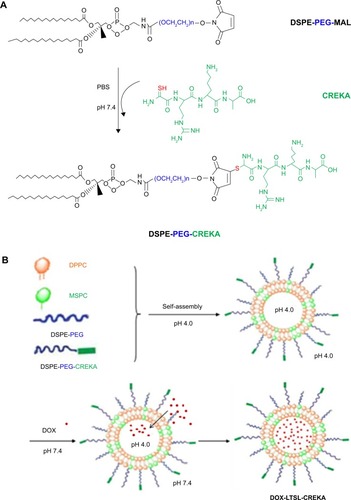 Figure 1 Preparation of DOX-LTSL-CREKA.Notes: The schematic representation of synthesis of DSPE-PEG-CREKA (A). DOX-LTSL-CREKA, composed of DPPC, MSPC, DSPE-PEG, and DSPE-PEG-CREKA (86:10:2:2 molar ratio), was prepared by a thin-film hydration method (B). The DOX/lipid (w/w) ratio was 1:20. The schematic representation depicting the central concept of DOX-LTSL-CREKA (C). The encapsulated DOX was in the thermosensitive liposomes at 37°C. The encapsulated DOX immediately released from thermosensitive liposomes during hyperthermia treatment (43°C). Typical particle size and distribution of the DOX-LTSL-CREKA (D). The particle size of DOX-LTSL-CREKA during hyperthermia treatment (43°C) for 10 minutes (E).Abbreviations: DOX, doxorubicin; LTSL, lysolipid-containing thermosensitive liposome; CREKA, Cys-Arg-Glu-Lys-Ala; DSPE-PEG, 1,2-distearoyl-sn-glycero-3-phos phatidylethanolamine-N-[methoxy(polyethylene glycol)-2000]; DPPC, 1,2-dipalmitoyl-sn-glycero-3-phosphatidylcholine; MSPC, mono-stearoyl-sn-glycero-3-phos-phatidylcholine; DSPE-PEG-MAL, 1,2-distearoyl-sn-glycero-3-phosphoethanolamine-N-[maleimide(polyethylene glycol)-2000]; PBS, phosphate-buffered saline.