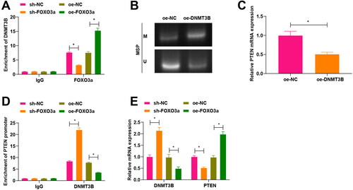 Figure 3. Foxo3a blocks its methylation with the PTEN promoter by inhibiting DNMT3B activity. (A) The binding of Foxo3a to DNMT3B was verified by ChIP test, and sh-FOXO3a treatment had a reduced enrichment of DNMT3B than sh-NC treatment, while oe-FOXO3a treatment had an elevated enrichment of DNMT3B than oe-NC treatment. (B) The methylation level of cells in each group was evaluated by MS-PCR experiment, and there were higher PTEN promoter methylation levels in cervical cancer cells with oe-DNMT3B treatment in comparison to those cells with oe-NC treatment. (C) PTEN mRNA expression after DNMT3B overexpression was tested by qRT-PCR, and decreased PTEN mRNA expression was observed upon oe-DNMT3B treatment in contrast to oe-NC treatment. (D) ChIP assay for examining DNMT3B enrichment in the PTEN promoter region after overexpression and silencing of Foxo3a, and DNMT3B enrichment in the PTEN promoter region was reduced after overexpression of Foxo3a, while there exhibited elevated DNMT3B enrichment in the PTEN promoter region after Foxo3a interference. E. DNMT3B and PTEN expression levels were assessed by qRT-PCR, and there were a decreased DNMT3B expression and an increased PTEN expression after Foxo3a overexpression, while there were an increased DNMT3B expression and a reduced PTEN expression after Foxo3a reduction. *p < 0.05.