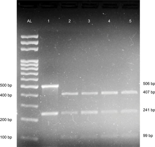 Figure 2 Multiplex PCR-RFLP for detecting Factor V Leiden and prothrombin G20210A mutations in DNA isolated from blood samples of Sudanese women. Photograph shows ethidium bromide-stained 2% agarose gel. AL denotes 100 bp DNA ladder. Lane 1: undigested wild-type 506 bp (prothrombin) and 241 bp (Factor V). Lanes 2–5: digested wild-type amplicons 407 and 99 bp (prothrombin) and 241 bp (Factor V).
