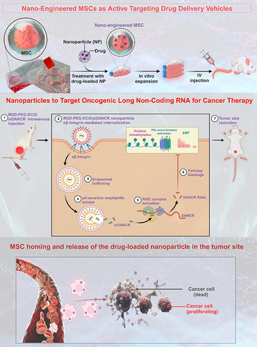 Figure 6 Mesenchymal Stem Cell-based biopolymer delivery and cancer treatments (Created with BioRender.com).