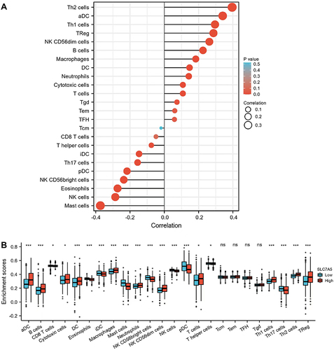 Figure 3 Correlation between SLC7A5 expression and immune cell infiltration levels. (A) Correlation between SLC7A5 and different immune cell infiltration levels in breast cancer. (B) Enrichment of different tumor-infiltrating immune cells in breast cancer with low or high SLC7A5 expression. (ns>0.05, *<0.05, ***<0.001).