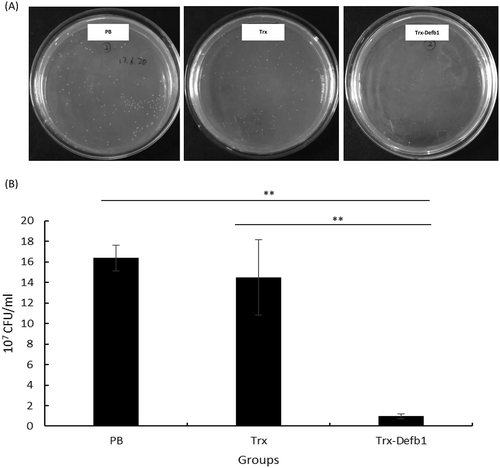 Figure 4. Antimicrobial activities of Trx-Defb1 against A. hydrophila.(A) The representative plate cultures in the 10−5 dilution of PB, Trx (1 μg/μL) and Trx-Defb1 (1 μg/μL) co-incubated bacterial inoculum. (B) The statistics of CFU/mL in three groups indicated above. The “**” denotes the significant differences at p < 0.05 between Trx-Defb1 group versus PB or Trx group.