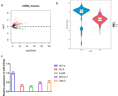 Figure 1. MiR-218-5p expression status in LUAD. (a) Volcano plot of DEmiRNAs in TCGA-LUAD. Red: upregulated miRNAs, green: downregulated ones. (b) Violin of miR-218-5p level in normal and tumor groups. (v) Relative miR-218-5p expression in HLF-a, PC-9, A549, SPC-A-1 and Calu-3 cell lines. *** P  < 0.001. 