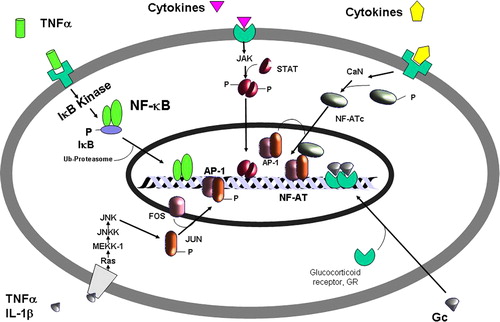 Figure 1. Multiple pathways mediating transcription factor modulation of inflammatory genes. (A) Inflammatory mediator signal transduction activation. The binding of cytokines, growth factors or chemokines to their respective receptors sets in train the activation of a number of signal transduction pathways, including the receptor tyrosine kinases, mitogen-activated protein kinases (MAPKs, including MEKK1 and JNK), Janus kinases (JAKs) and other kinase pathways involved in NF-κB activation. Activation of nuclear factor-κB involves phosphorylation of the inhibitory protein IκB by specific kinases(s), with subsequent ubiquitination and proteolytic degradation by the proteasome. The free NF-κB then translocates to the nucleus, where it binds to κB sites in the promoter regions of inflammatory genes. Activation of the IκB gene results in increased synthesis of IκB to terminate the activation of NF-κB. (B) JAK-STAT pathways. Cytokine binding to its receptor results in activation of JAK which phosphorylates intracellular domains of the receptor, resulting in phosphorylation of signal transduction-activated transcription factors (STATs). Activated STATs dimerize and translocate to the nucleus where they bind to recognition elements on certain genes. (C and D) Nuclear factor of activated T-cells (NF-AT) is activated via dephosphorylation by calcineurin (CaN) and translocates to the nucleus where it interacts with AP-1 to induce gene transcription. (E) Classical mechanism of steroid action. Glucocorticoids are lipophilic molecules which diffuse readily through cell membranes to interact with cytoplasmic receptors. Upon ligand binding receptors are activated and translocate into the nucleus where they bind to specific DNA elements. The foregoing pathways can interact so that the final signal may be amplified or altered depending upon the exact combination of stimuli. The final response to each stimulus or combination of stimuli by a particular cell depends upon the receptors present in a particular cell along with the exact intracellular transduction pathway activated.