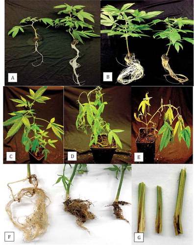 Fig. 6 (Colour online) Pathogenicity studies conducted on rooted cannabis cuttings using isolates of (a) Pythium dissotocum and (b) Fusarium oxysporum conducted in hydroponic solution. In (a), uninoculated control plant is on the right and photo was taken 2 weeks after inoculation; in (b), uninoculated control plant is on the left and photo was taken 3 weeks after inoculation; (c–e) Pathogenicity studies conducted in potting soil comparing control plant (c) to F. oxysporum-inoculated (d) and F. solani-inoculated (e) plants. Photos were taken 21 days after inoculation and show yellowing and necrosis of leaves, and wilting symptoms; (f) Root systems of plants grown in coco fibre showing uninoculated control (left), F. oxysporum-inoculated (middle) and F. solani-inoculated (right); photo was taken 3 weeks after inoculation and shows a significant reduction in root growth compared with the uninoculated control plant; (g) Internal pith and vascular discolouration progressing upward from the crown region in three F. oxysporum-inoculated plants; photo was taken 3 weeks after inoculation.