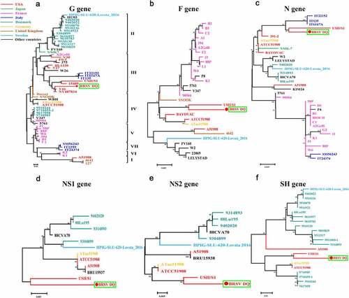 Figure 5. Phylogenetic analysis of genes G, F, N, NS1, NS2, and SH between BRSV strain DQ and other BRSVs found in GenBank. The sequences of G, F, N, NS1, NS2, and SH genes from reference BRSV strains representing different subgroups were retrieved from the GenBank database by means of the BLAST engine, and phylogenetic analysis was performed on the genes G, F, N, NS1, NS2, and SH by the neighbor-joining method (1000 replicates) using MEGA 7 software