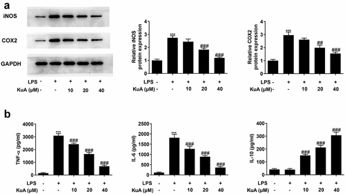 Figure 3. KuA reduces LPS-induced inflammatory response in NPCs.