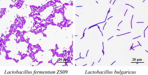 Figure 1 Gram staining microscopic examination. (A) Lactobacillus fermentum ZS09; (B) Lactobacillus bulgaricus.