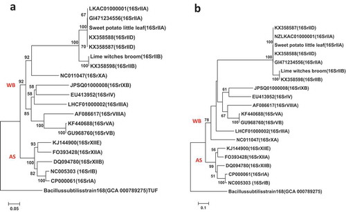 Fig. 3 Phylogenetic trees of secA gene sequences from the previously published 16 phytoplasma strains (Table 1) using the NJ method; (a) shows the tree based on the short DNA sequence (about 530 bp), (b) shows the tree based on the long DNA sequence (about 1220 bp). The trees were rooted using Bacillus subtilis (D10279)