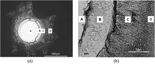 Figure 1. SEM image of the Zn wire after exposure in natural seawater under potentiostatic polarisation at 260 mV positive to the OCP (−1.26 V (SCE)) for 24 h. (a) the remaining uncorroded Zinc wire (A), the attacked layer (B), a dense layer (C) and a porous layer (D). (b) a higher magnification region of (a).