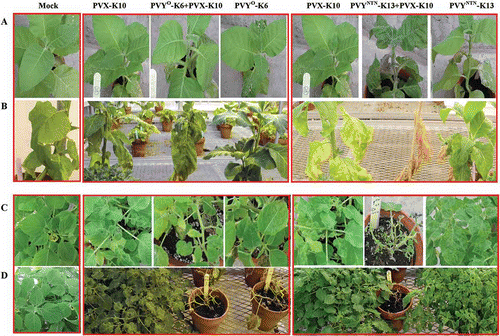 Fig. 4. Systemic symptoms caused by single or double infections with Potato virus X (PVX) and Potato virus Y common strain (PVY°) or PVY tuber necrotic strain (PVYNTN) on tobacco ‘Samsun’ and Physalis floridana plants. The virus isolates were obtained from field ‘Kennebec’ plants and purified by passing through tobacco (for PVX) or potato ‘Jemseg (for PVY isolates). Seedlings of tobacco and P. floridana were sap-inoculated at five-leaf stage with the intended virus isolates or buffer (Mock) and kept in the greenhouse. A. Tobacco plants at 14 days post-inoculation (dpi). B. Tobacco plants at 35 dpi. C. P. floridana plants at 14 dpi. D. P. floridana plants at 45 dpi.