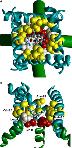 Figure 4.  The optimal binding mode of MK801 in the model of the NMDA receptor channel. (A) Extracellular view. (B) Side view with one subunit removed. MK801 molecule is shown as sticks with van der Waals contour. The ligand-sensing residues are space filled. Asn residues of the ‘N’-site are shown red, residues in position –1 are shown white, and residues in positions +25, +28 and +29 are shown yellow. This figure appears in colour in Molecular Membrane Biology online.