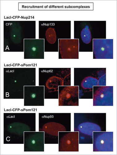 Figure 3. Recruitment of nucleoporins from other NPC subcomplexes to the LacO array. Immunofluorescence microscopy of U2OS 2–6–3 cells transiently transfected with either LacI-CFP-Nup214 (A) or LacI-CFP-Pom121 (B, C), then stained with antibody against LacI or visualized by CFP fluorescence (left panel). The endogenous nucleoporins Nup133 (A), Nup62 (B), or Nup93 (C) were detected with specific antibodies (middle panel). Chromatin is visualized by DAPI staining. The smaller insets show a magnified image of the LacO array in each image. The right hand panels are a merge of the previous 2 images with DAPI staining. All three cases show examples of positive recruitment of an endogenous nucleoporin from a different subcomplex than that of the LacI-CFP-NupX. Full results are summarized in Table 1.