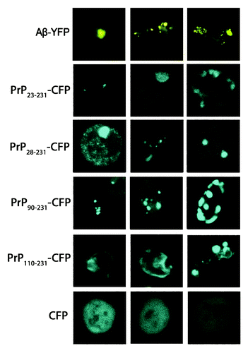 Figure 1. Fluorescence microscopy assay of Aβ-YFP and PrP derivatives fused to CFP. Aβ-YFP forms aggregates that appear as “dots” or small “clumps” in some cells and shows diffuse florescence in the other cells. PrP-CFP fusions form aggregates of different shapes: PrP23–231-СFP, PrP28–231-CFP and PrP90–231-СFP preferentially form “dots” or clumps, PrP110–231-CFP tended to form tape-like aggregates. CFP demonstrates diffuse fluorescence.