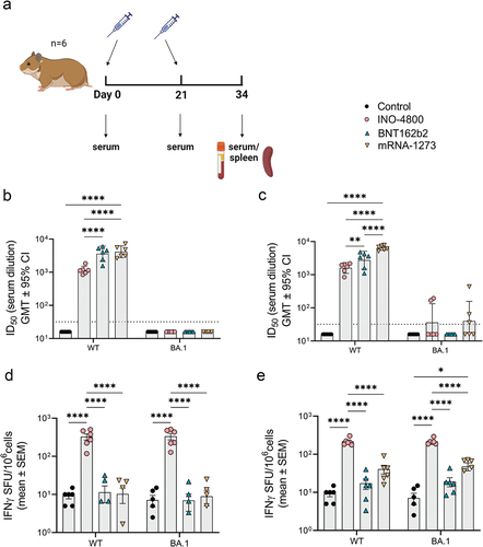 Figure 1. Characterization of the immune response in Syrian golden hamsters after a primary series of mRNA and DNA vaccination delivered at different sites. (a) Study schematicCitation25 and dosing schedule in Syrian golden hamster. (b-c) Neutralizing activity (ID50 values) against the WT and BA.1 pseudoviruses are shown (ID delivery, b and IM delivery, c). Each data point represents the mean of technical duplicates for each animal (n = 6). Dashed lines represent the limit of detection (LOD) of the assay. Samples below LOD were plotted at the number equivalent to half of the lowest serum dilution. Data shown represent ID50 (GMT ± 95% CI) for each group of six hamsters. (d-e) Splenocyte cellular responses to WT and BA.1 spike peptide megapools measured by IFNγ ELISpot assay (ID delivery, e and IM delivery, f). Data shown represent IFNγ spots per one million cells of experimental triplicates (mean ± SEM) after DMSO subtraction. ****P ≤ .0001, **P = .0021, *P = .033 (2-way ANOVA, tukey’s multiple comparison).