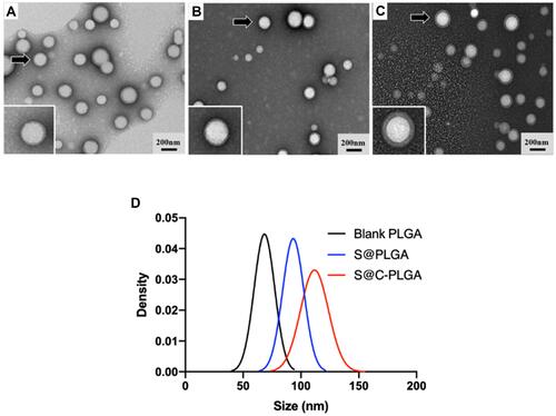 Figure 1 Evaluation of nanoparticles in term of size. Transmission electron micrographs of blank PLGA NPs (A), S@PLGA NPs (B) and S@C-PLGA NPs (C). Insets show a single particle denoted by arrow. (D) The normalized size distributions of nanoparticles obtained from the analysis of TEM images (n=100) that were quantified using ImageJ software version 2.0.