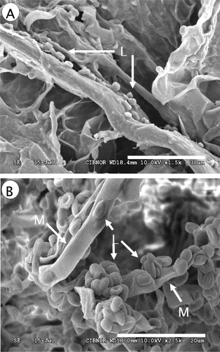 Figura 4. Micrografías por microscopio electrónico de barrido de la levadura antagónica Debaryomyces hansenii (LL1) y Penicillium italicum inoculados en frutos de limón mexicano. (A) Levadura [L] colonizando in vivo heridas de limón. (B) Levadura [L] interactuando sobre el micelio [M] de P. talicum. Frutos almacenados durante 15 días a 13 °C y 85% HR. Figure 4. Photo scanning electron microscopy of antagonistic yeast Debaryomyces hansenii (strain LL1) and Penicillium italicum inoculated on Mexican lemon fruits. (A) Yeast [L] growing in vivo on wound of Mexican lemon. (B) Yeast [L] on mycelium [M] of P. talicum. Fruits stored at 13 °C and 85% RH for fifteen days.