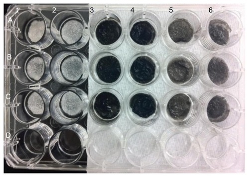 Figure 2 Pictures of chitosan/nHA/SWCNT samples.Notes: A1–C1: chitosan scaffolds; A2–C2: 20% nHA in chitosan; A3–C3: N-SWCNT in chitosan; A4–C4: N-SWCNT + 20% nHA in chitosan;