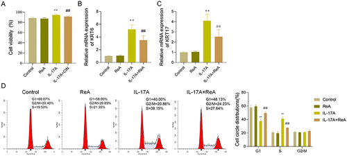 Figure 4 ReA inhibits IL-17A-induced overproliferation of HaCaT cells. (A) MTT detection of the viability of HaCaT cells in Control group, ReA group, IL-17A group, IL-17A+ReA group. (B) RT-qPCR detection of the expression level of KRT6 in HaCaT cells in Control group, ReA group, IL-17A group, IL-17A+ReA group. (C) RT-qPCR detection of expression level of KRT17 in HaCaT cells in Control group, ReA group, IL-17A group, IL-17A+ReA group. (D) Flow cytometry detection of cell cycles in HaCaT cells in Control group, ReA group, IL-17A group, IL-17A+ReA group. **P < 0.01, vs Control group; ##P < 0.01, vs IL-17A group.