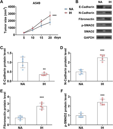 Figure 6. Intermittent hypoxia promotes the progression and EMT process of lung cancer xenograft tumor in mice. (A) Tumor size of A549 xenograft tumor on mice in normal air (NA) or treated with intermittent hypoxia (IH). (B–F) The protein level of E-Cadherin (B and C), N-Cadherin (B and D), fibronectin (B and E), and p-SMAD2 (B and F) in tumor from mice in normal air (NA) or treated with intermittent hypoxia (IH) on day 20. n = 5 mice.