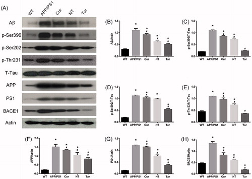 Figure 6. PLGA-PEG-B6/Cur nanoparticles reduced hippocampal Aβ production and decreased tau phosphorylation in APP/PS1 mice. (A) Protein bands of Aβ, p-Tau (Ser396, Ser202 and Thr231), T-Tau, APP, PS1, BACE1, and actin of each group, respectively. Actin served as the internal control. (B–H) Comparison of the protein expression of Aβ, p-Tau (Ser396, Ser202 and Thr231), APP, PS1, and BACE1 among these five groups. Densitometry analysis data showed that PLGA-PEG-B6/Cur nanoparticles (Tar) significantly decreased the band density ratios of Aβ, p-Tau, BACE1, APP, and PS1 to actin/T-tau. *p < .05 versus WT group, #p < .05 versus former group.