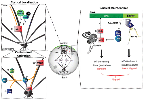 Figure 1. Wts kinase can phosphorylate Mud to enhance its affinity for Pins and promote its cortical localization. We propose a model wherein Wts phosphorylates Mud at mitotic centrosomes to promote its association with proteins that involved in centrosome-to-cortex trafficking along astral microtubules, such as microtubule motors. The actin cytoskeleton and cortical polarity proteins (e.g. Dlg) may act as upstream Wts activators.