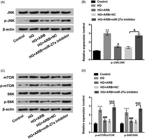 Figure 6. ARB regulated JNK and mTOR-signalling pathways by mediating miR-27a. MiR-27a inhibitor and NC were respectively transfected into HK-2 cells, and these transfected cells were administrated with normal glucose (5.5 mM), high glucose (HG, 45 mM), and ARB (50 μM). (A and B) JNK and p-JNK as well as (C and D) mTOR, p-mTOR, S6K and p-S6K protein levels were assessed by western blot. HG vs Control: **p < .01, ***p < .001; HG + ARB vs HG: #p < .05, ###p < .001; HG + ARB + miR-27a inhibitor vs HG + ARB + NC: &p < .05, &&&p < .001.