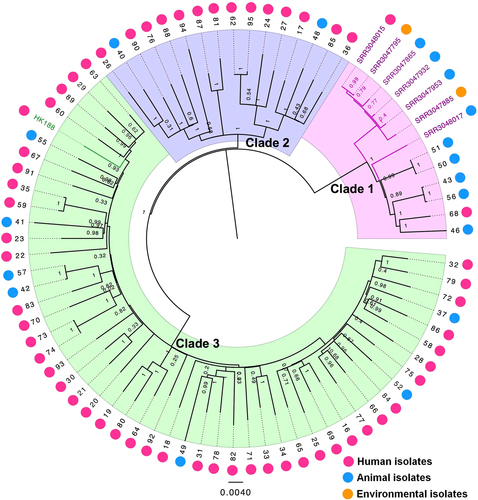 Fig. 2 Maximum-likelihood phylogenetic tree of ST188.Seventy-two S. aureus ST188 isolates (39 from adult patients, 19 from pediatric patients and 14 from livestock) were used for phylogenetic reconstruction. Relationships are shown with respect to the draft genome of MRSA CUHK_HK188 and seven isolates of MRSA ST188 from North America. Branches are colored by geographic origin of isolates. Black branch: isolates in this study. Pink branch: isolated from North America. Green branch: isolated from Hong Kong. The outer dots indicate the host origin of isolates. Rose-red dots: human-adapted isolates. Blue dots: livestock-adapted isolates. Orange dots: environmental isolates