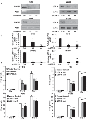 Figure 1. Knock-down of USP18 expression statistically-significantly decreased growth of lung cancer cell lines. (a-b) USP18 knock-down by individual shRNAs was independently achieved in two murine and two human lung cancer cell lines. Immunoblot and real-time qPCR assays were done to validate shRNA knock-down of USP18. (c) Knock-down of USP18 expression inhibited proliferation of human (A549 and H1299) and murine (KC2 and 344SQ) lung cancer cell lines, as measured by proliferation assays that were normalized to control (inactive) shRNA transfected lung cancer cell lines. The symbols refer to * P < .05, ** P < .01, and *** P < .001, respectively.