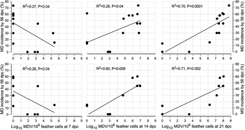 Figure 6. Association between MD incidence and pathogenic MDV load in feather cells at various times post infection. Each data point represents the mean Log10 MDV copy number in feather cells of five chickens from each isolator and the corresponding MD incidence of that group up to 56 d.p.c. at the end of the experiment. First row, unchallenged isolators excluded; second row, unchallenged and unvaccinated treatments excluded.