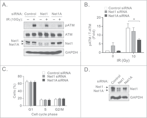 Figure 2. The Net1A isoform is specifically required for ATM activation. (A) Knockdown of Net1A, but not Net1, compromises ATM activation. MCF7 cells were transfected with a control siRNA, or siRNAs specific for individual Net1 isoforms. Three days later the cells were treated with IR. After 30 min the cells were harvested for Western blotting using the indicated antibodies. (B) Quantification of ATM activation. Data shown are the average of 3 independent experiments. Errors are SEM. * = P < 0.05. (C) Net1 isoform knockdown does not affect cell cycle distribution. MCF7 cells were transfected with indicated siRNAs. After 3 days the cells were collected, fixed, and analyzed for cell cycle distribution by flow cytometry. Shown is the average of 3 independent experiments. Errors are SEM. (D) Representative Western blot of siRNA transfected cells used for flow cytometry.