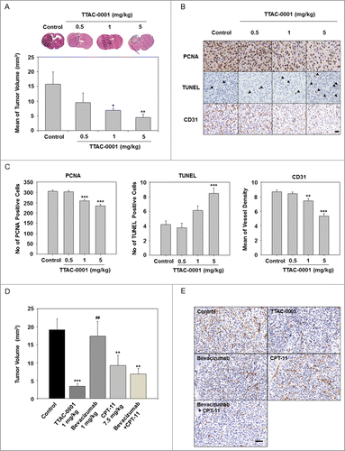 Figure 2. TTAC-0001 inhibits in vivo tumor growth in U-87MG xenograft models. (A) TTAC-0001 inhibits tumor growth in a U-87MG orthotopic xenograft model. Treatment groups exhibited significantly smaller tumor volumes (mean ± SE, n = 7) than control. (B) Paraffin embedded or frozen sections of the orthotopic tumors were stained for proliferating cells using anti-proliferating cell nuclear antigen (PCNA) antibody (upper panels), apoptotic cells using the terminal deoxynucleotidyl transferase dUTP nick end labeling (TUNEL) assay (middle panels), and endothelial cells using anti-CD31 antibody (lower panels), respectively (scale bar = 200 µm). (C) PCNA-positive cells, TUNEL-positive cells, and microvessel density were quantified. (D) In the U-87MG orthotopic glioblastoma models, TTAC-0001 (1 mg/kg) treatment resulted in better tumor growth inhibition than bevacizumab, CPT-11, or bevacizumab + CPT-11 combination treatment. (E) Paraffin sections of U-87 MG tumors were stained with anti-CD31 antibody. Scale bar = 200 µm. * p< 0.05, ** p < 0.01, and *** p < 0.001 vs. Control. ## p < 0.001 vs. TTAC-0001 1 mg/kg.