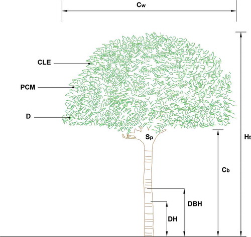 Figure 1. (color online) Urban trees parameters sampled in Bolzano, N Italy: Sp = species, DH = diameter at 1 m, DBH = diameter at breast height (1.37 m), Cb = crown base height, Ht = total height, Cw = crown width, CLE = crown light exposure, PCM = percent canopy missing, D = crown dieback (Nowak et al. Citation2002, Citation2008).
