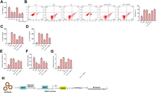 Figure 8 CircFoxo3 attenuates OGD-induced cardiomyocyte injury and autophagy by targeting KAT7/HMGB1 axis in vitro. (A–G) H9c2 cells were treated with OGD along with transfection of circFoxo3 overexpressing vectors, or co-treated with circFoxo3 overexpressing vectors and KAT7 or HMGB1 overexpressing vectors. (A) Cell viability was determined by CCK-8 assay. (B) Cell apoptosis was determined by flow cytometry. (C and D) The levels of IL-6 and IL-10 in culture medium were checked by ELISA assay. (E–G) The expression of Beclin-1, p62, and LC3 was detected by Western blot analysis. (H) A diagram model of this study was shown. **p < 0.01.