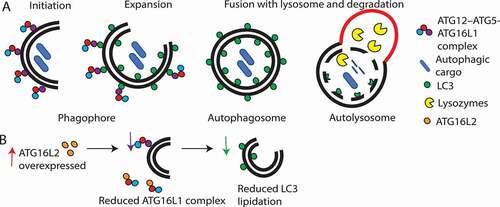 Figure 2. Schematic overview summarizing the role of ATG16L1 and ATG16L2 in autophagy. (A) ATG16L1 (purple circle) complexes with ATG12–ATG5 (red and blue circles, respectively), leads to LC3 lipidation and autophagosome formation. (B) Effect of ATG16L2 overexpression. ATG16L2 (orange circle) is a putative dominant negative inhibitor of ATG16L1, therefore, ATG16L2 competes with ATG16L1 to bind with ATG12–ATG5 complexes. ATG16L2 lacks WIPI2 and RB1CC1 interaction sites, hence ATG12–ATG5-ATG16L2 complexes are not recruited to the phagophore membrane resulting in reduced LC3 lipidation and autophagy.