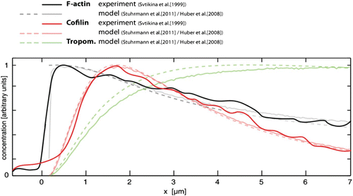 Figure 33. Comparison of experimental data from migrating keratocytes (taken from Citation387 with theoretical result obtained from computer simulation (taken from Citation180) and mathematical modeling (taken from Citation179). The depicted curves show concentration profiles of F-actin as well as cofilin and tropomyosin along the lamellipodial network starting at the leading edge (x=0). For both F-actin and cofilin, theory and experiments are in good agreement.