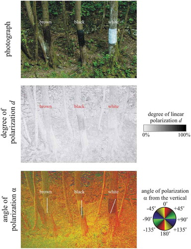 Figure 1. Photographs and patterns of the degree d and angle α of linear polarisation of the sticky real brown, painted black and painted white vertical maple tree trunk pieces measured with imaging polarimetry in the green (550 nm) spectral range in field experiment 3. The polarimeter’s optical axis was horizontal. The trunks were in the shade of trees and thus illuminated by light from the clear sky and the surrounding vegetation. In the α-pattern the white bars show the local direction of polarisation of the painted bark