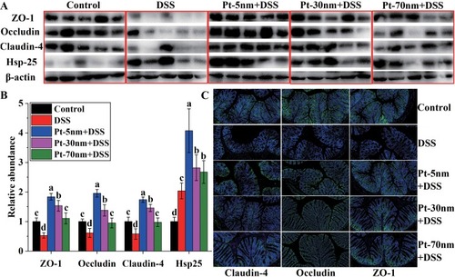 Figure 3 Immunological analysis of tight junction proteins and Hsp25 expressed in colon: (A) images and (B) densitometry of Western blotting analysis; (C) immunolocalization of tight junction proteins by immunofluorescence microscopy (200×). Blots in (A) are representative of at least 5 animals in each group, and experiments were performed for 3 times. Densitometry results in (B) are given in relation to normal controls that were set to be 1.0. Significance is labeled by different lower-case letters (P < 0.05, one-way analysis of variance with Turkey’s honest significant difference test).