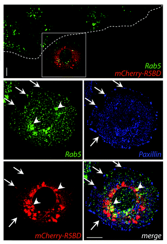 Figure 1. MDA-MB-231 cells were grown at confluence on glass-coverslips and transfected with the mCherry-R5BD construct described in Mendoza et al.Citation11 Post-transfection (24 h), confluent monolayers were wounded and allowed to migrate for 30 min. Samples were fixed and stained for Rab5 (monoclonal antibody, green) and paxillin (polyclonal antibody, blue). mCherry-R5BD is shown in red. Samples were analyzed by confocal microscopy. A representative deconvoluted image is shown. Arrows indicate co-localization at focal adhesions; arrowheads indicate co-localization at intracellular compartments. Bar represents 10 μm.